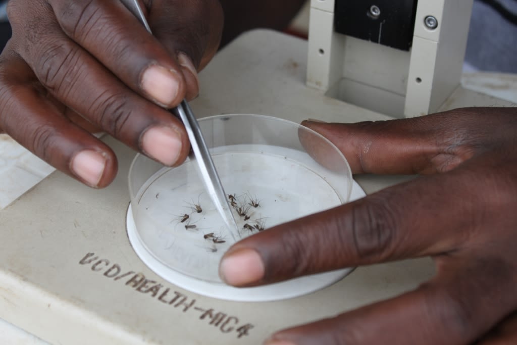 Hands holding forceps sort mosquitoes in a petri dish