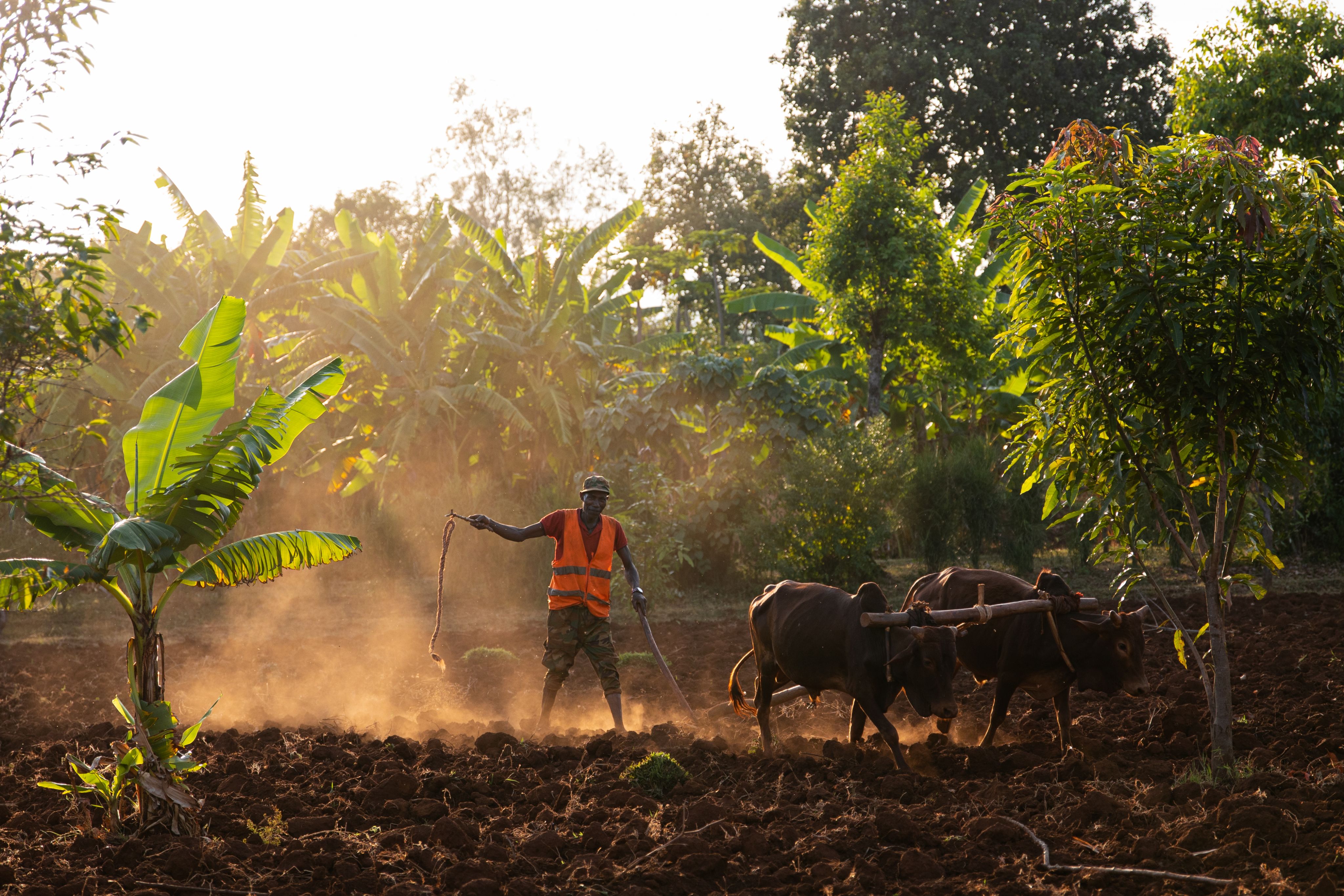 Man walks barefoot behind a plough being pulled by oxen