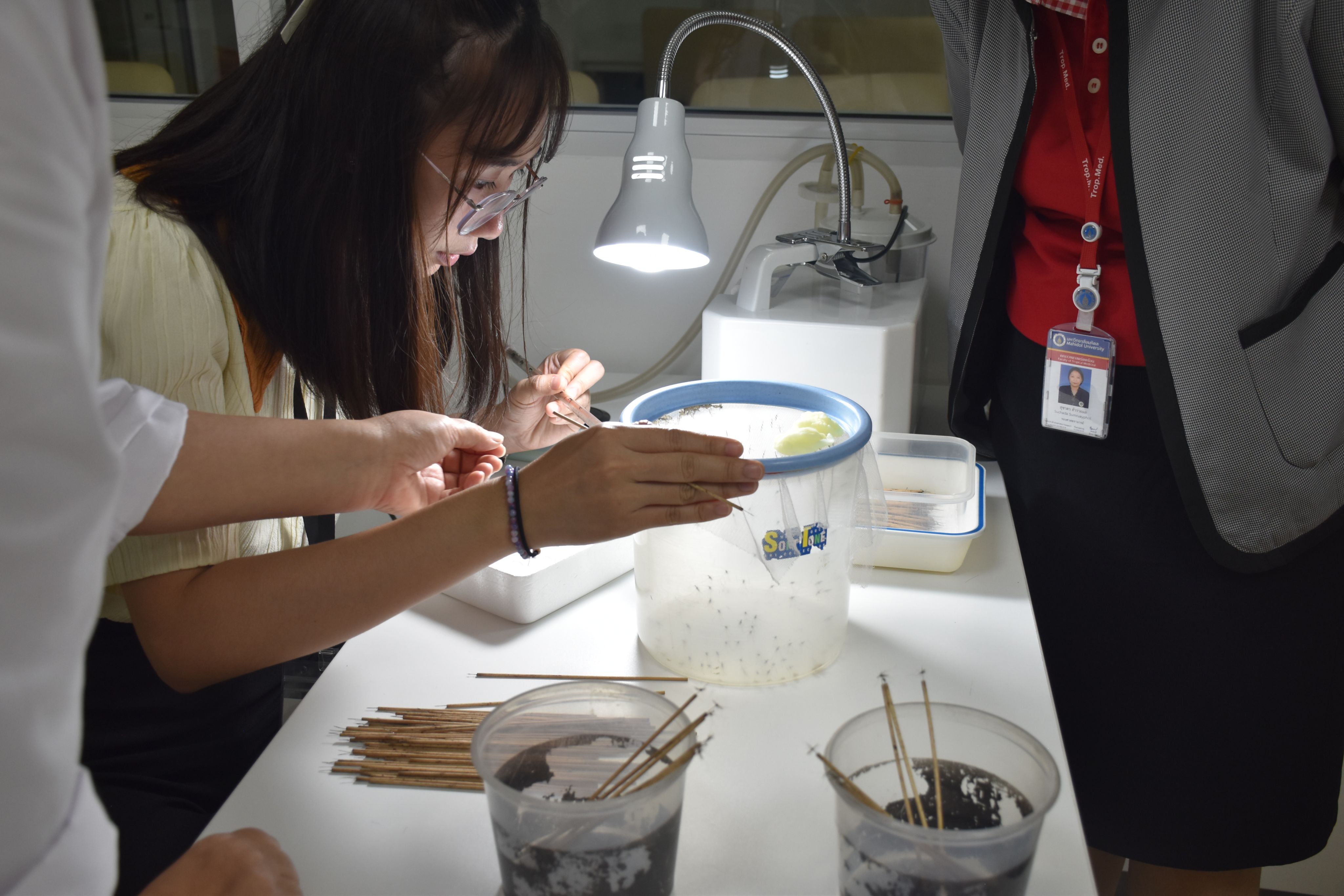 A woman looks at mosquitoes in a mesh container on a laboratory bench